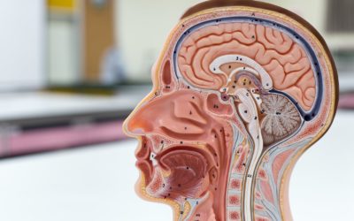 BRNZ scientists awarded $9m of funding by the Health Research Council