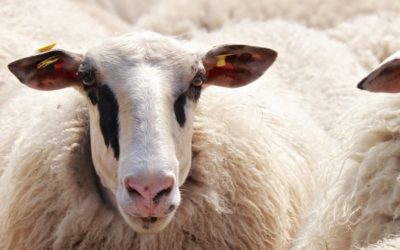 Could sheep hold the key to unlocking Alzheimer’s?