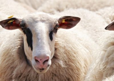 Could sheep hold the key to unlocking Alzheimer’s?